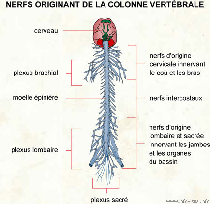 Nerfs originant de la colonne vertébrale